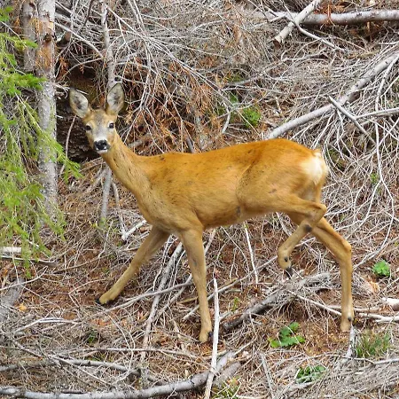 아파트 Deer's At Elit 팜포로보