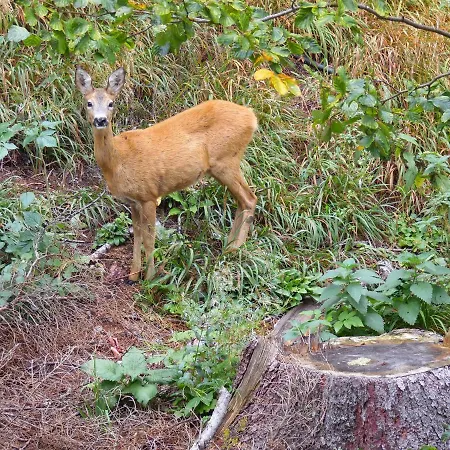 Deer's At Elit Apartment
