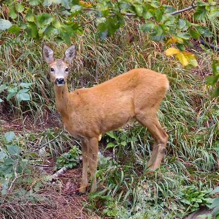 Daire Deer's At Elit Pamporovo