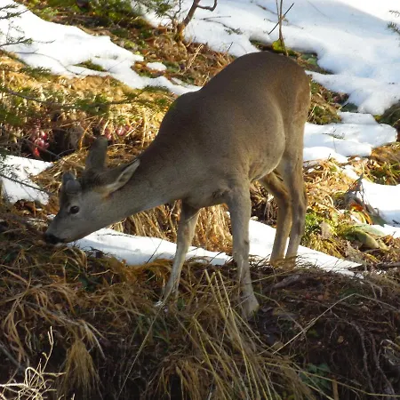 Deer's At Elit شقة بامبوروفو