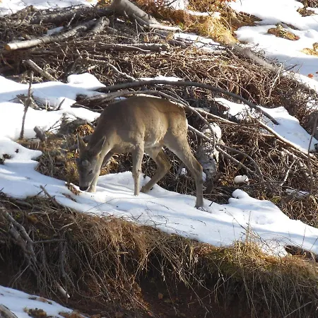 Deer's At Elit * بامبوروفو