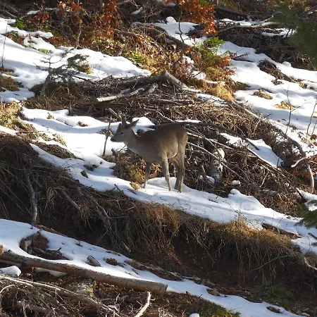 Deer's At Elit * بامبوروفو